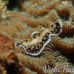 Kata beach Diving Phuket Thailand