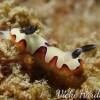 Kata beach Diving Phuket Thailand