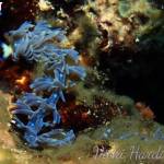 Blue dragon Nudi Kata beach Diving Phuket Thailand