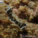 flat worm Kata beach Diving Phuket Thailand