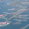 Barracuda Diving at Kata beach with Phuket dive Tours