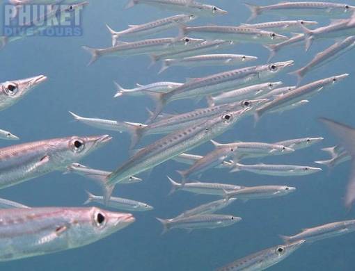 Barracuda Diving at Kata beach with Phuket dive Tours