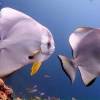 Bat fish - Diving at Kata beach with Phuket dive Tours