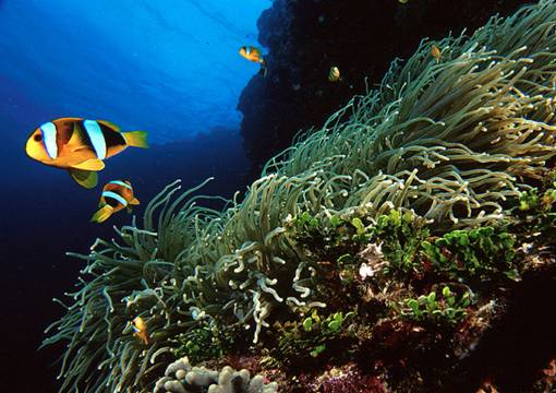 Clarks Anemone Fish - Phuket Dive Tours