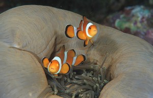 Clown Fish Duo on Closed Anemone copy