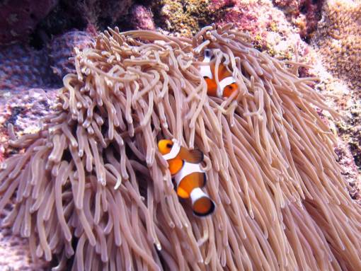 Clown Fish commonly known as NEMO - Phuket Dive Tours