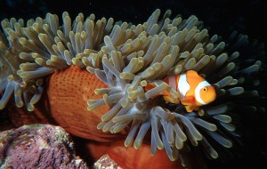 Clownfish in Orange Anemone