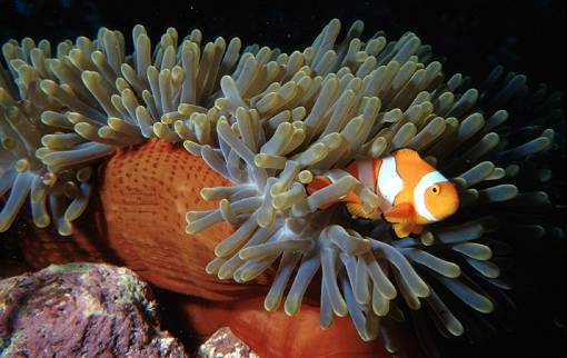 Clown fish Anemone reef - Phuket Dive Tours
