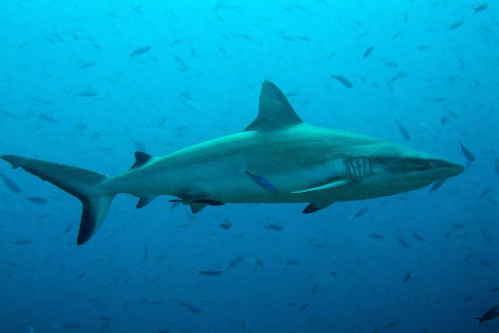 Dive with Sharks on Palong Wall - Phi Phi islands