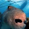 Scuba Diving Phuket Giant puffer fish at Racha Yai Island