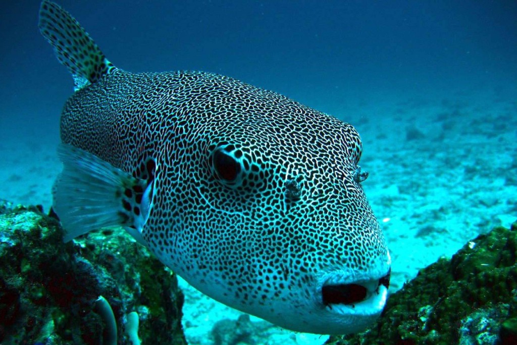 Giant puffer fish in BIDA NOK - Phi Phi islands