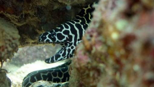 Honeycomb Moray Eel scuba diving Phuket Kata Beach