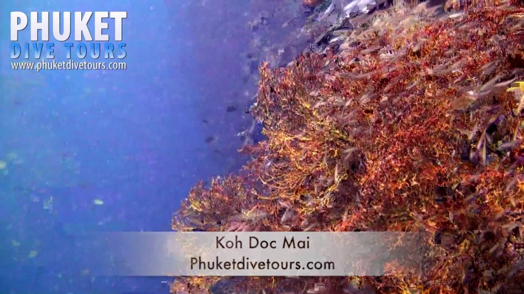 Koh Doc Mai Scuba Diving Phuket Thailand