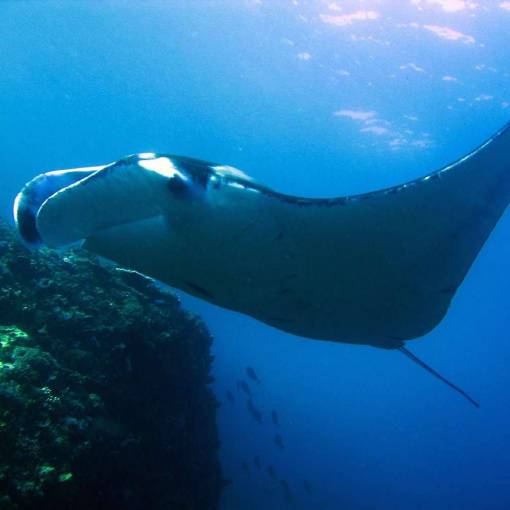 local-diving-phuket-thailand