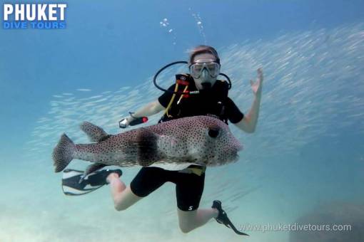 Scuba Diving Phuket Marine life at Racha Yai island