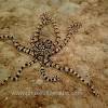 Mimic Octopus at Kata Beach Scuba Diving