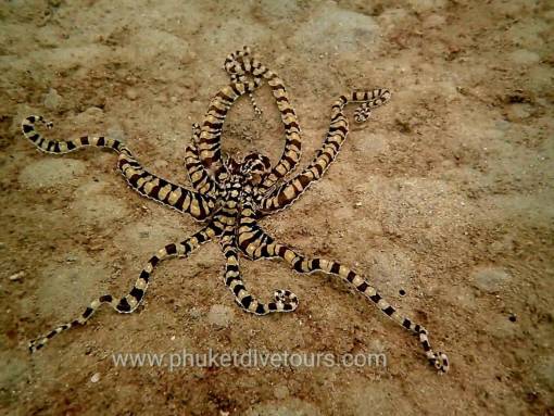 Mimic Octopus at Kata Beach Scuba Diving