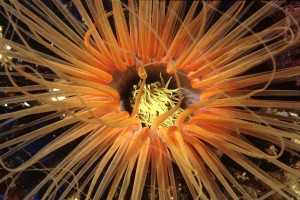 Mouth of Tube Anemone