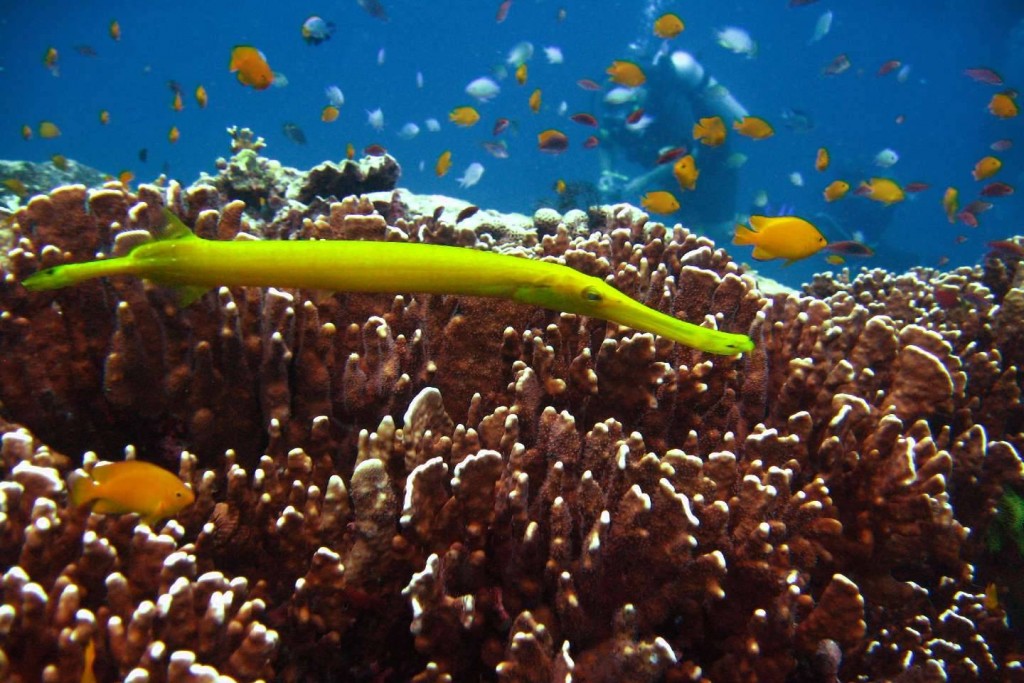 Pipefish in Bida Nai - Phuket Dive Tours