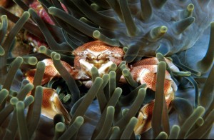 Sea anemone - Porcelain crab