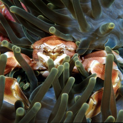 Sea anemone - Porcelain crab