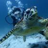 Racha Noi scuba diving with sea turtles