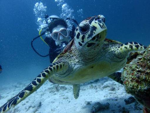 Racha Noi scuba diving with sea turtles