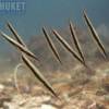 Razor Fish - Diving at Kata beach with Phuket dive Tours