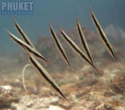 Razor Fish - Diving at Kata beach with Phuket dive Tours