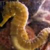 Sea horse - Diving at Kata beach with Phuket dive Tours