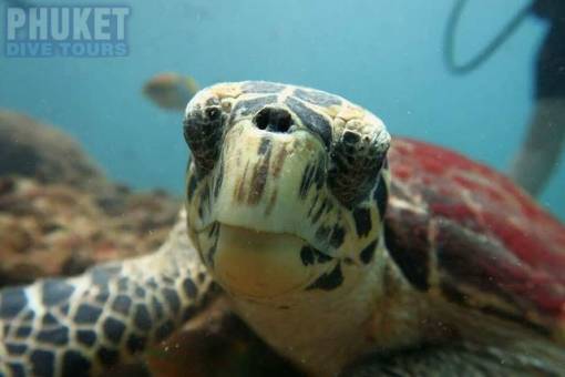 Baby sea Turtle at Kata beach with Phuket dive Tours