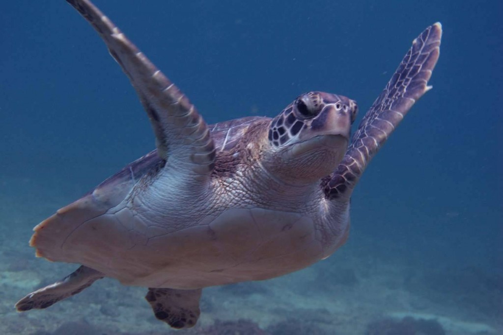 Sea Turtle in Racha Noi - Phuket Dive Tours