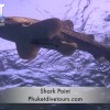 Shark Point Scuba diving Phuket Thailand