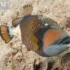 Trigger Fish - Diving at Kata beach with Phuket dive Tours