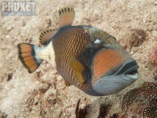 Trigger Fish - Diving at Kata beach with Phuket dive Tours