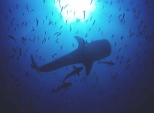Whale Shark at Richelieu Rock - Whaleshark diving in Thailand -