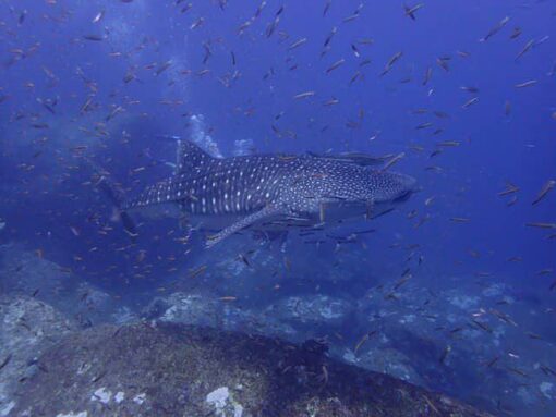 Whale Shark in Similans Islands - Whaleshark diving in Thailand