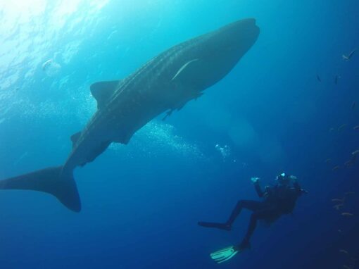 Whale Sharks In Thailand Diving at Richelieu Rock