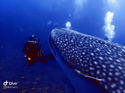 Whaleshark at Similan Islands
