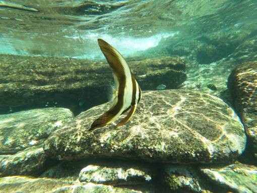 Bat fish at Racha Yai