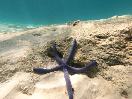 Blue Seastar at Racha Yai