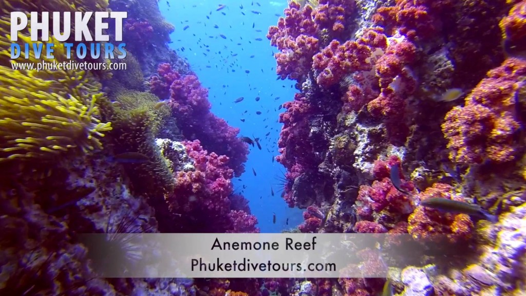 anemone reef scuba diving phuket Thailand