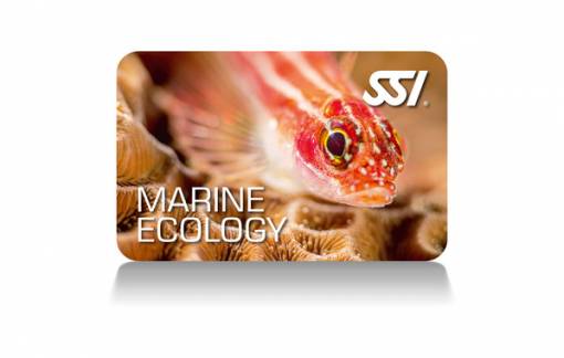 Free marine ecology course in phuket