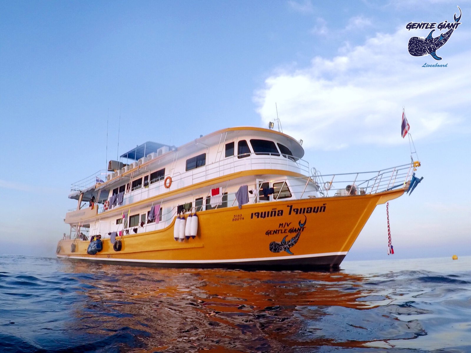 mv gentle giant