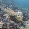 diving at shark point phuket leopard shark