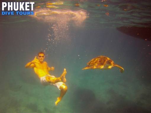 Similan Islands sea turtles